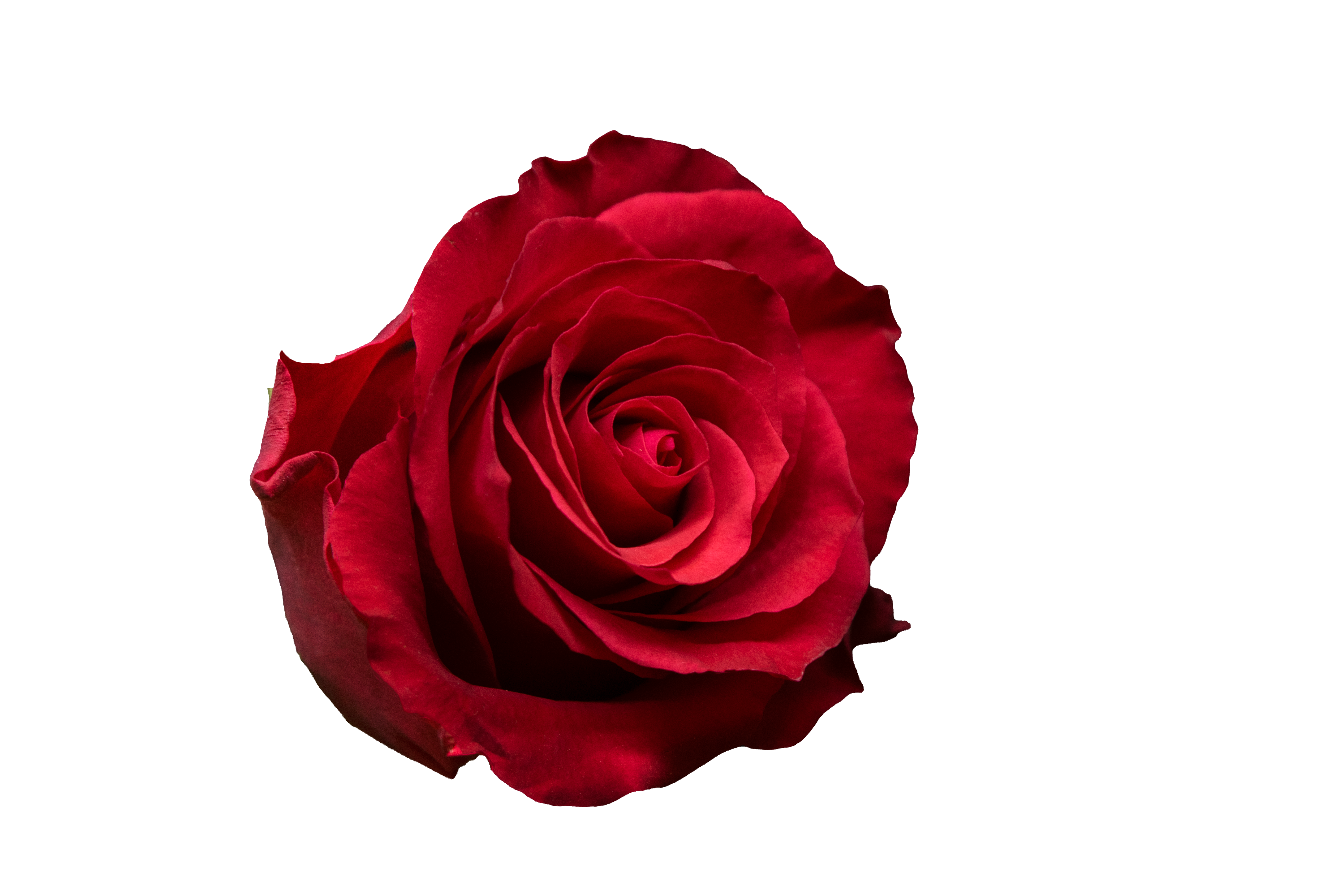 Pink rose close-up
